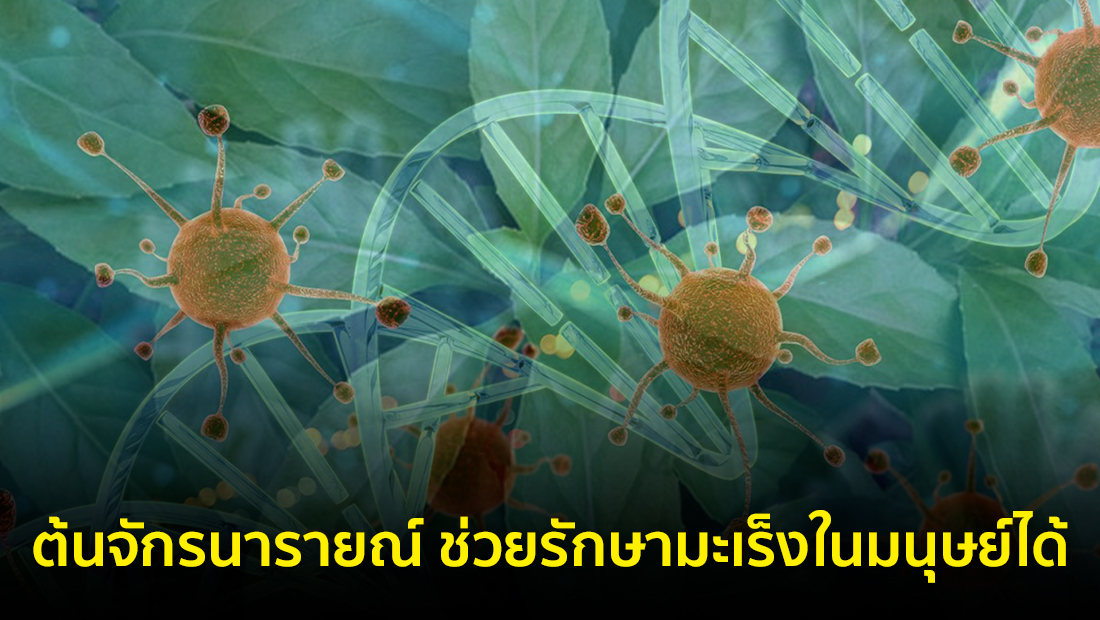 Website เปลียนรูป 22
