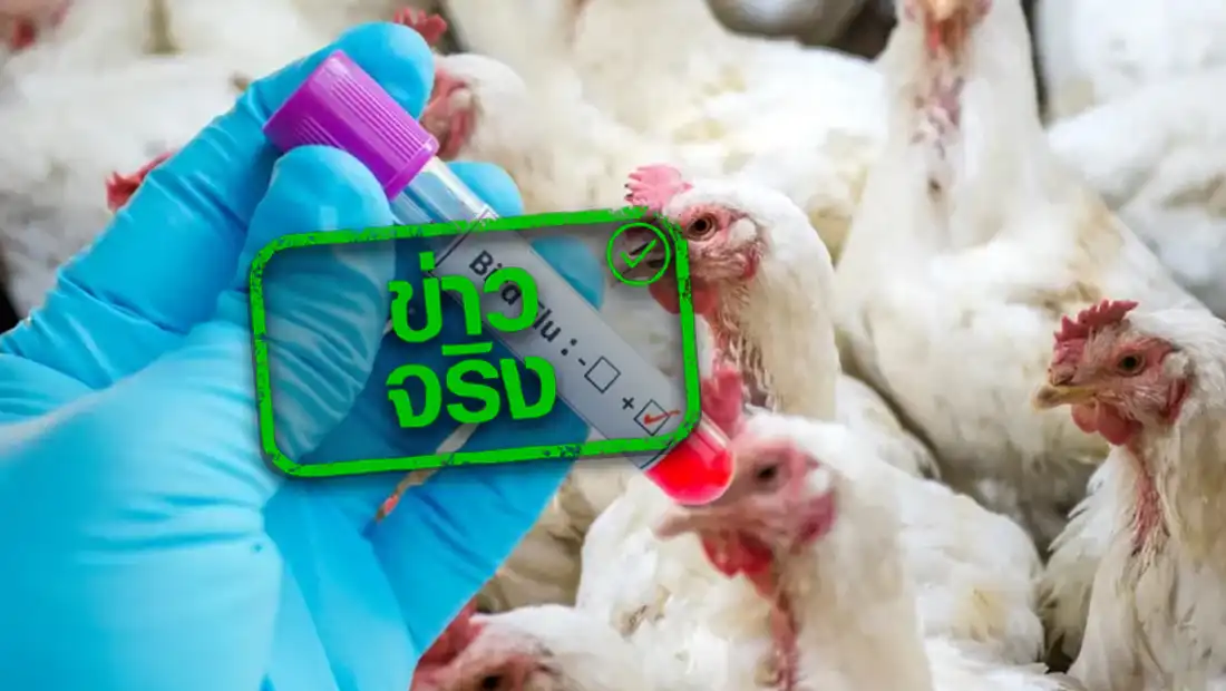 ไทยเฝ้าระวังไข้หวัดนก H5N1 หลังสหรัฐฯ พบผู้ติดเชื้อจากโคนม