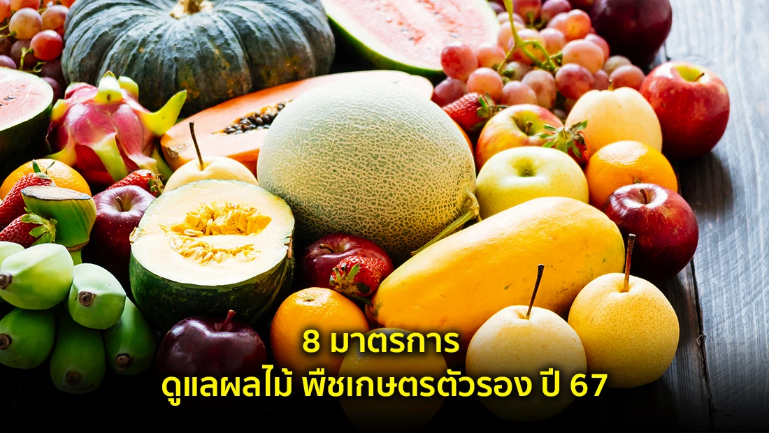8 มาตรการ ดูแลผลไม้ พืชเกษตรตัวรอง ปี 67