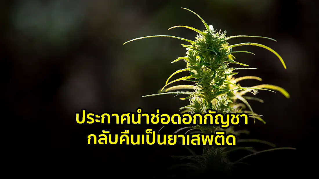 ประกาศนำช่อดอกกัญชากลับคืนเป็นยาเสพติด
