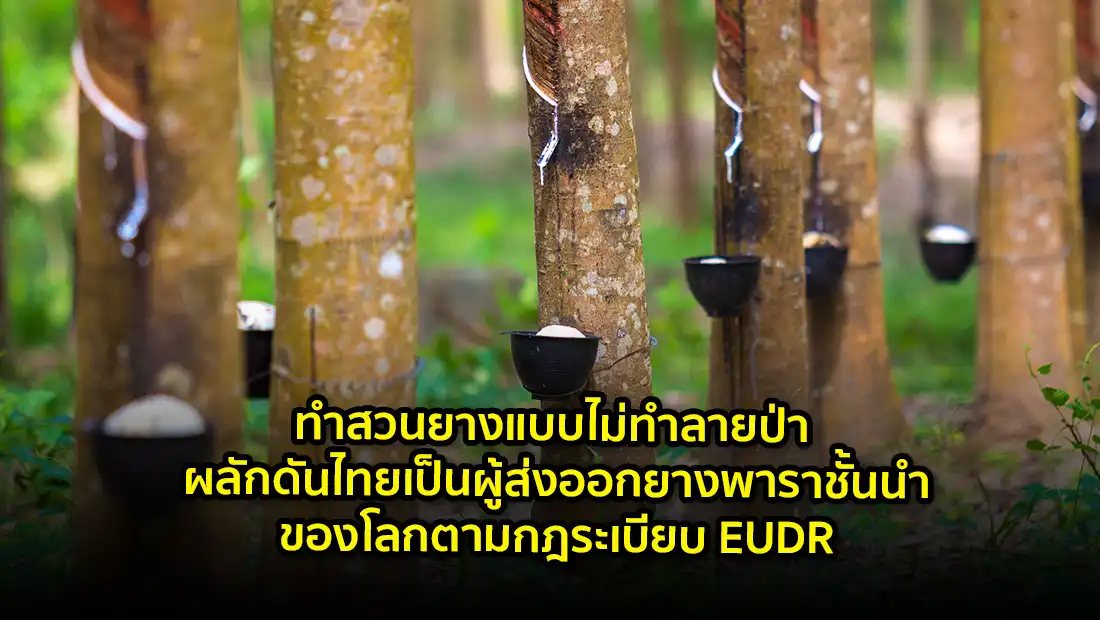 ทำสวนยางแบบไม่ทำลายป่า ผลักดันไทยเป็นผู้ส่งออกยางพาราชั้นนำของโลก