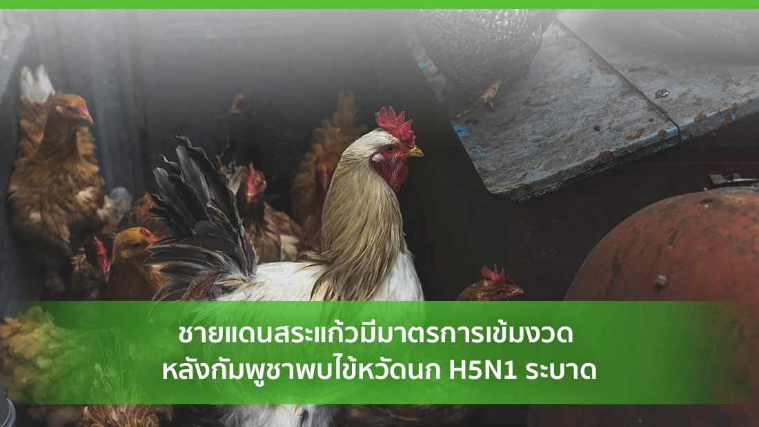 ชายแดนสระแก้วมีมาตรการเข้มงวด หลังกัมพูชาพบไข้หวัดนก H5N1 ระบาด