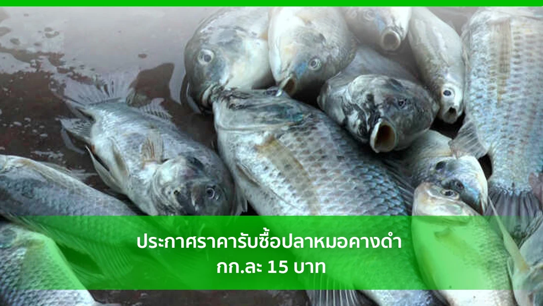 รับซื้อปลาหมอคางดำ