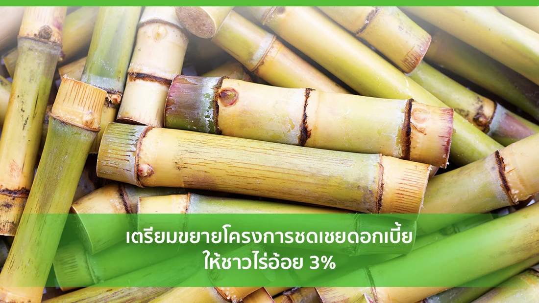 เตรียมขยายโครงการชดเชยดอกเบี้ยให้ชาวไร่อ้อย 3%