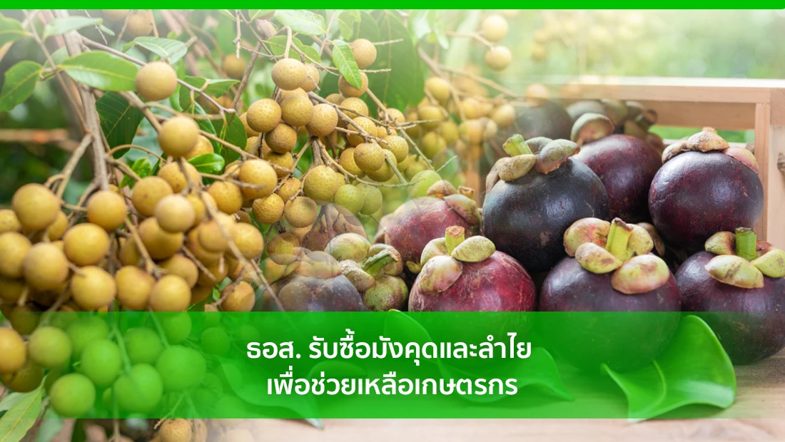 รับซื้อมังคุดและลำไย