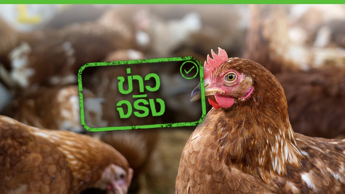 ชายแดนสระแก้วมีมาตรการเข้มงวด หลังกัมพูชาพบไข้หวัดนก H5N1 ระบาด
