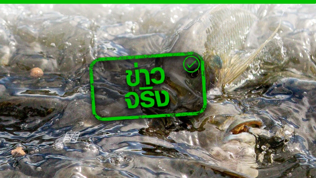 รับซื้อปลาหมอคางดำ รับซื้อปลาหมอคางดำ