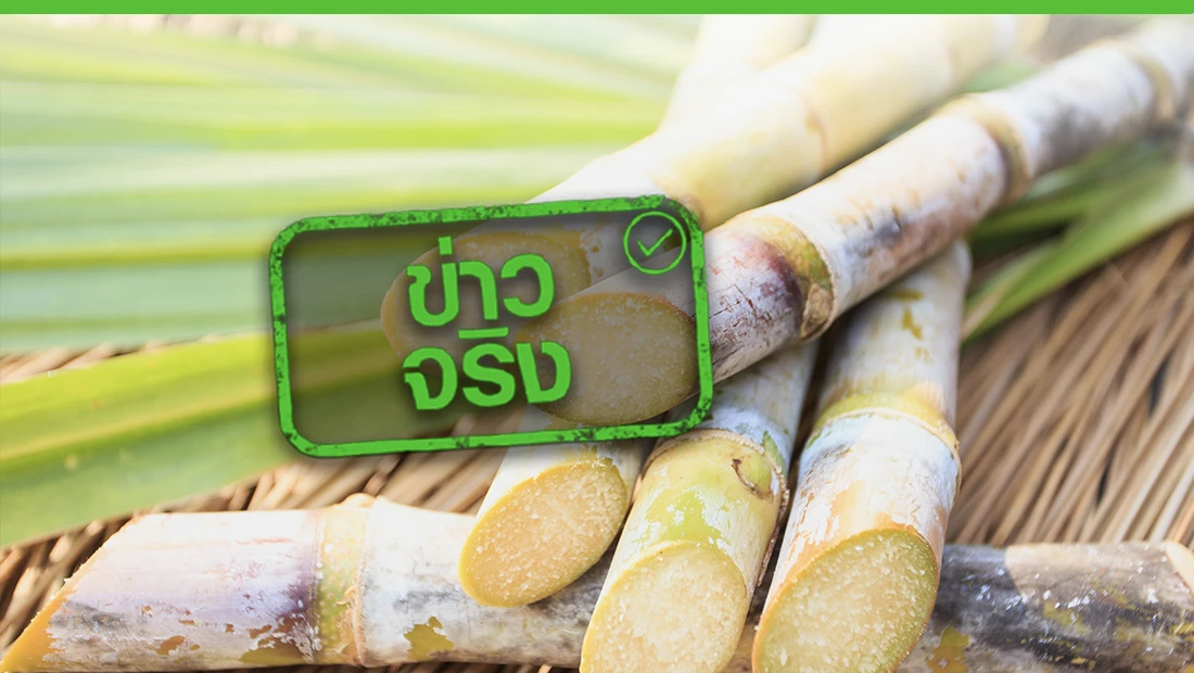 เตรียมขยายโครงการชดเชยดอกเบี้ยให้ชาวไร่อ้อย 3%