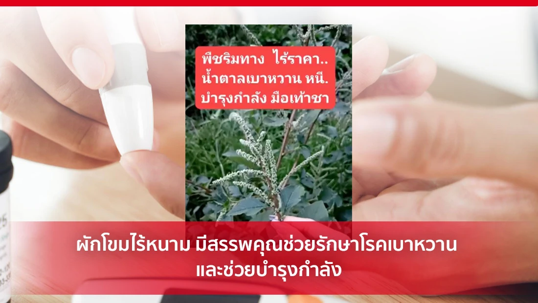 ผักโขมไร้หนาม