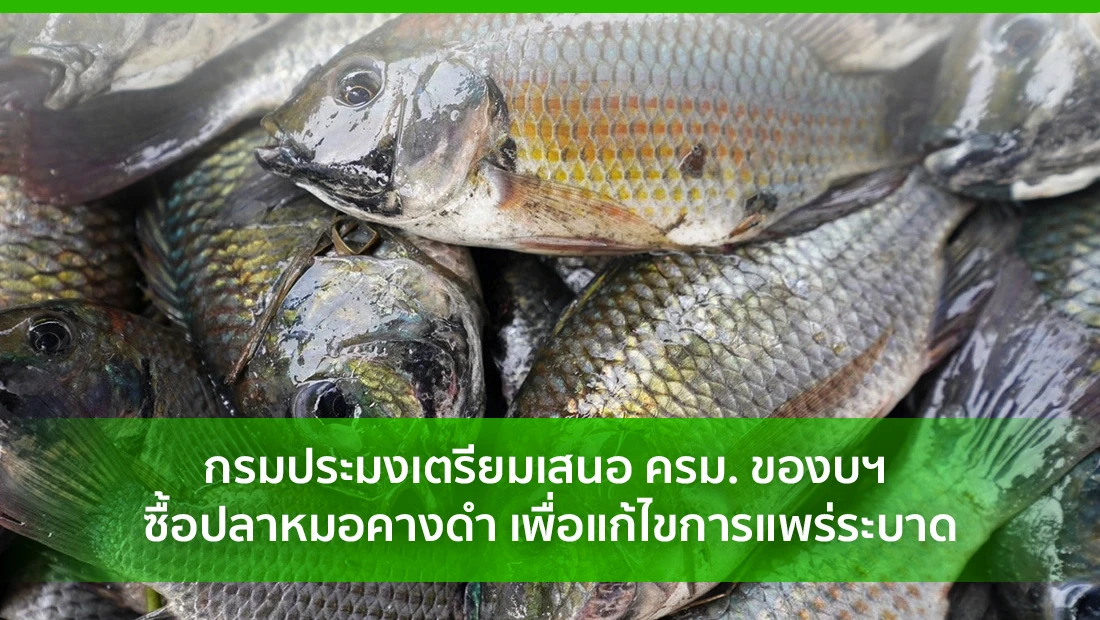 ของบฯ ซื้อปลาหมอคางดำ