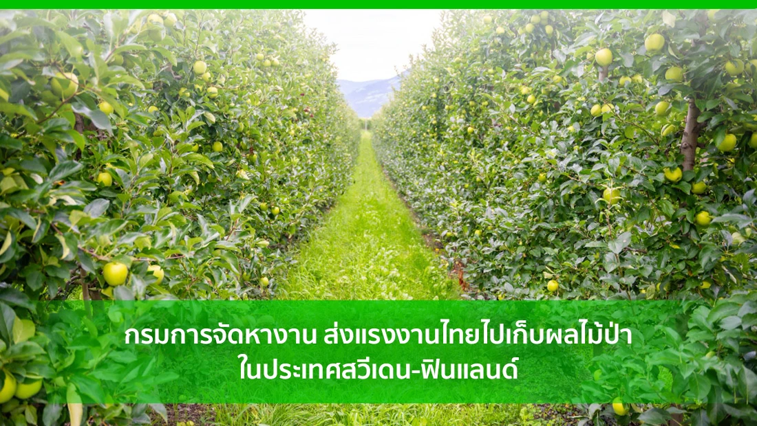 เก็บผลไม้ป่า