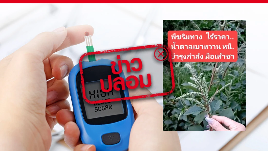 ผักโขมไร้หนาม