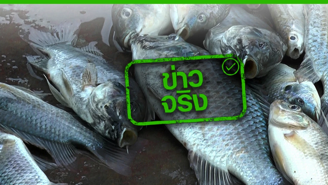 ของบฯ ซื้อปลาหมอคางดำ
