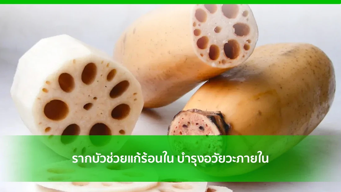 รากบัวช่วยแก้ร้อนใน
