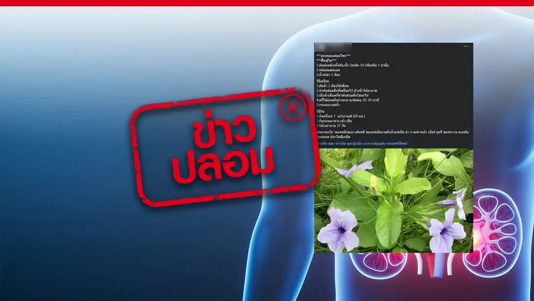 ต้นต้อยติ่งสามารถช่วยฟื้นฟูไตได้