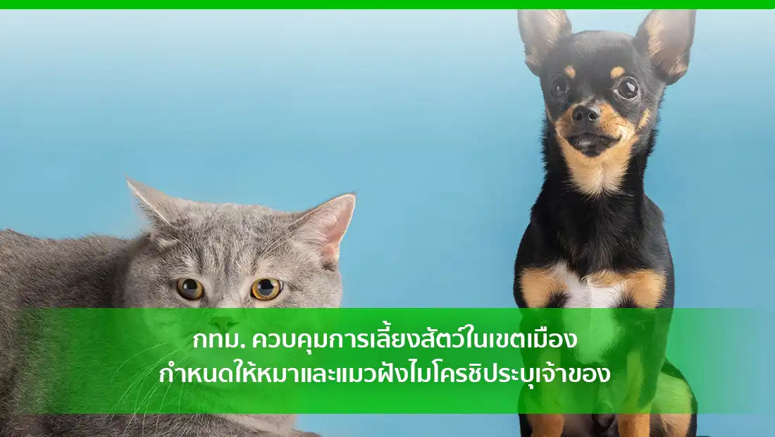 กทม. ควบคุมการเลี้ยงสัตว์ในเขตเมือง