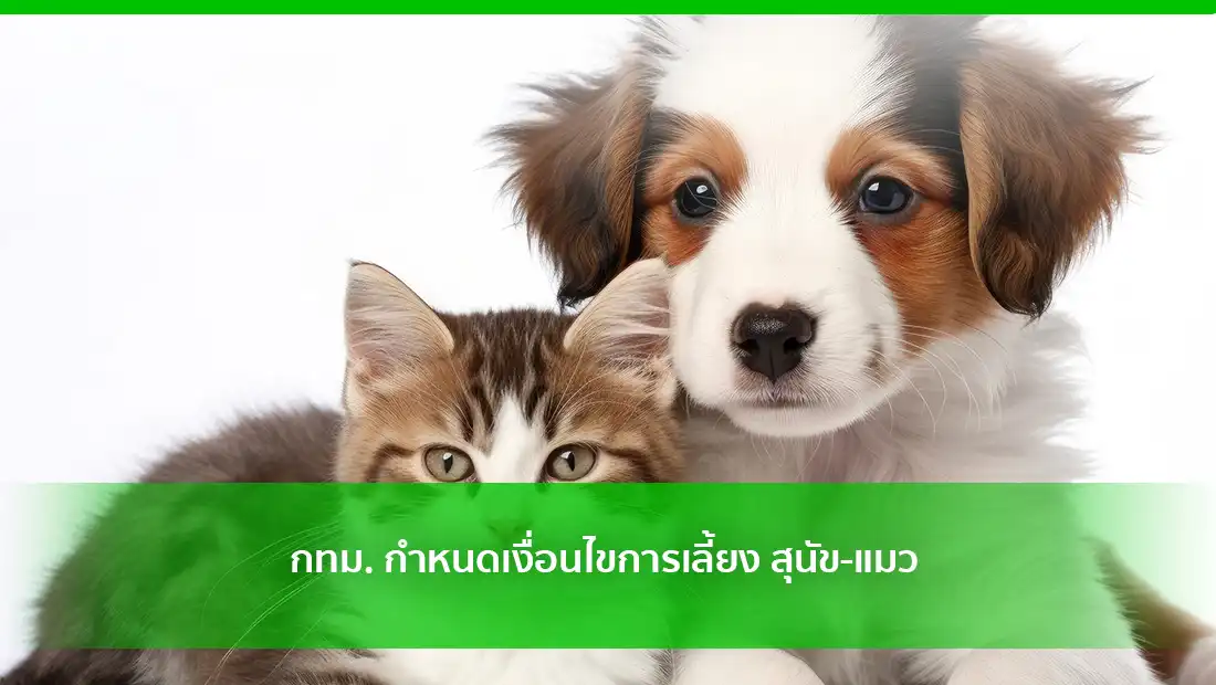 เงื่อนไขการเลี้ยง สุนัข-แมว