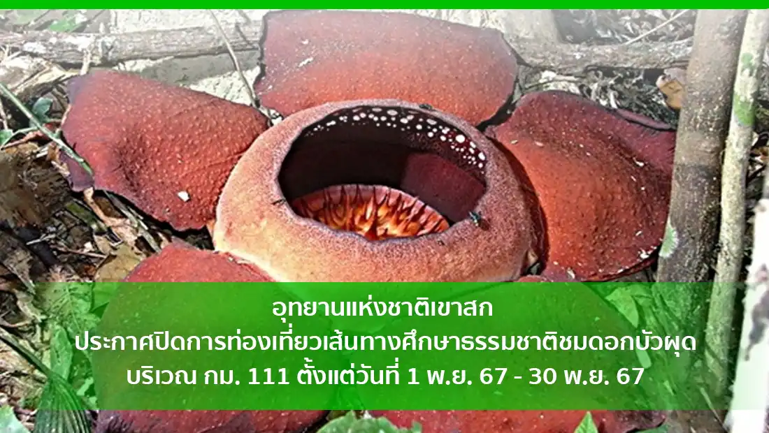 อุทยานแห่งชาติเขาสก ประกาศปิดการท่องเที่ยวเส้นทางศึกษาธรรมชาติชมดอกบัวผุด