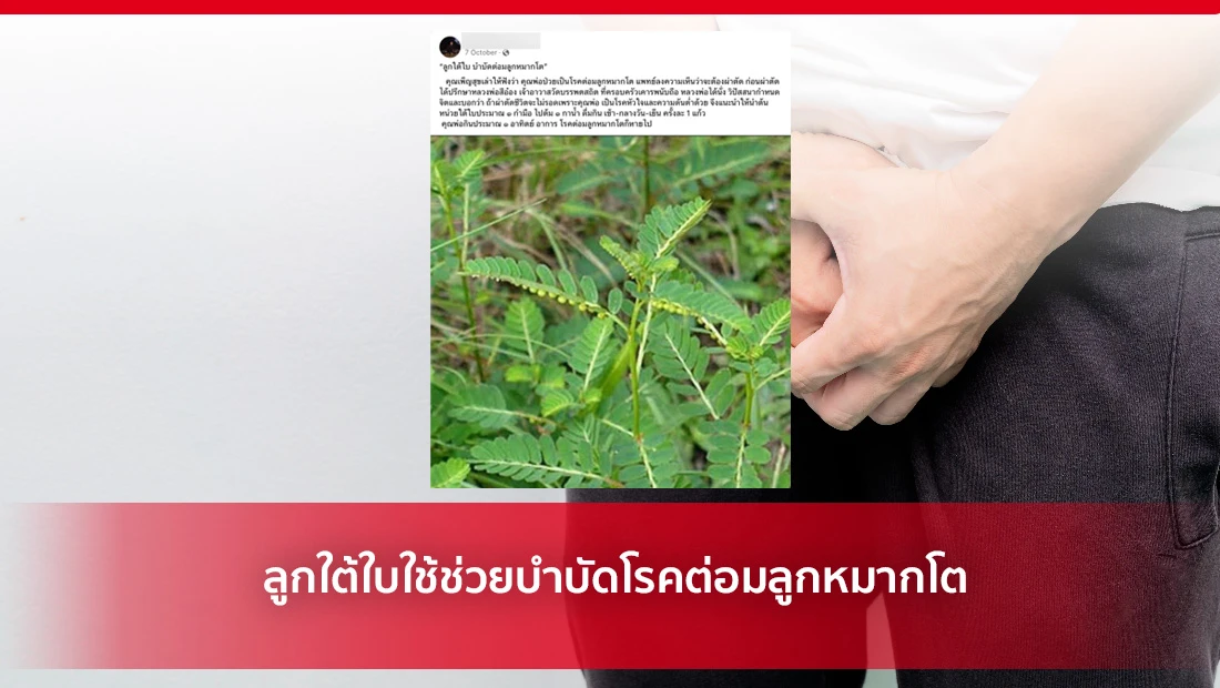 ลูกใต้