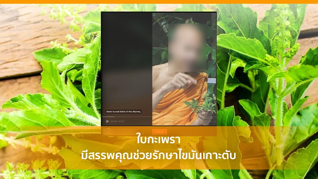 ใบกะเพรา
