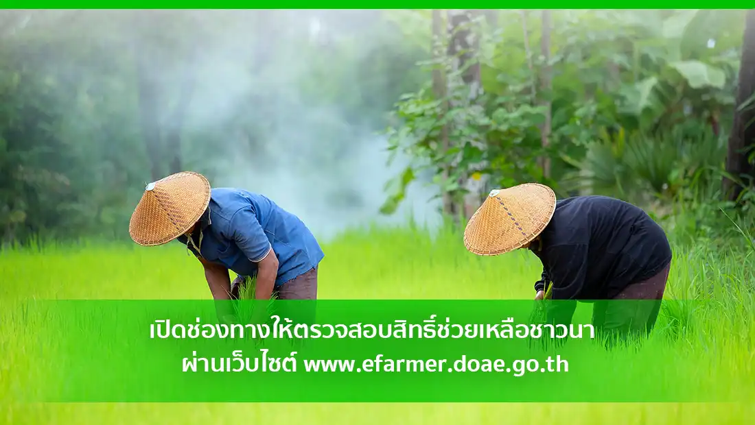 ช่วยเหลือชาวนา