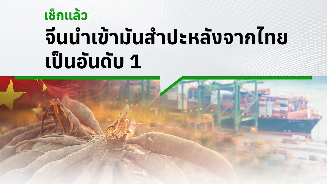 มันสำปะหลัง