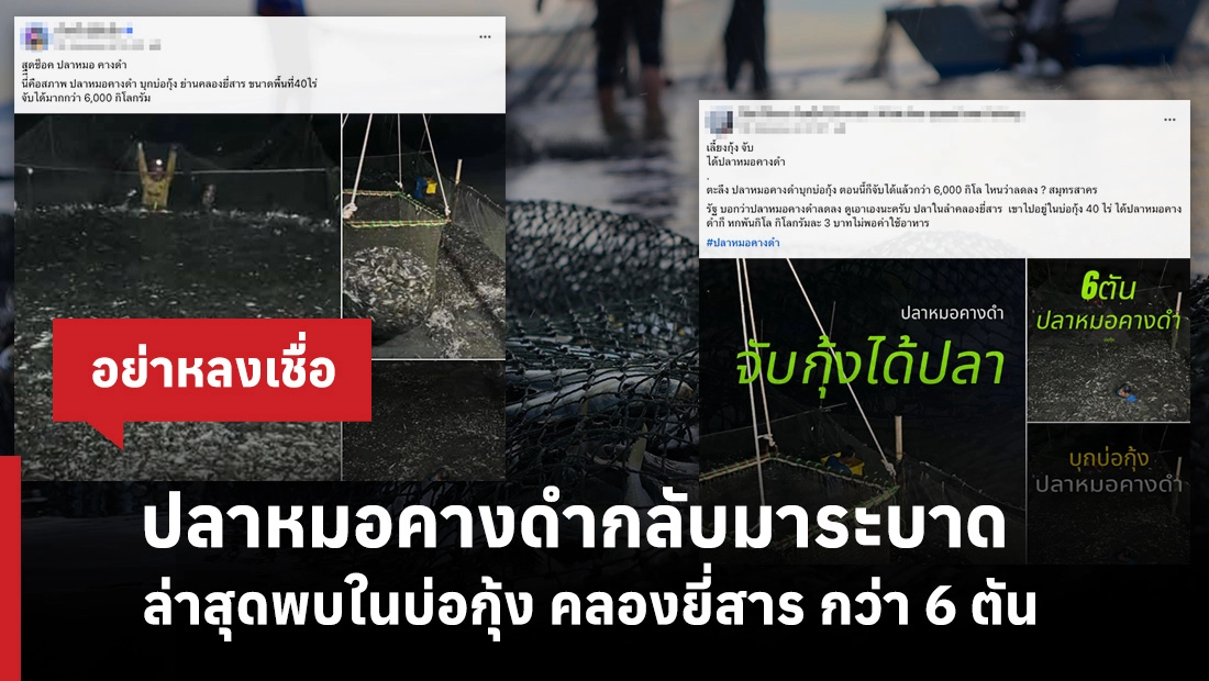 ปลาหมอคางดำกลับมาระบาด ล่าสุดพบในบ่อกุ้ง