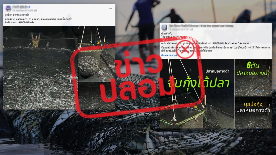 ปลาหมอคางดำกลับมาระบาด ล่าสุดพบในบ่อกุ้ง