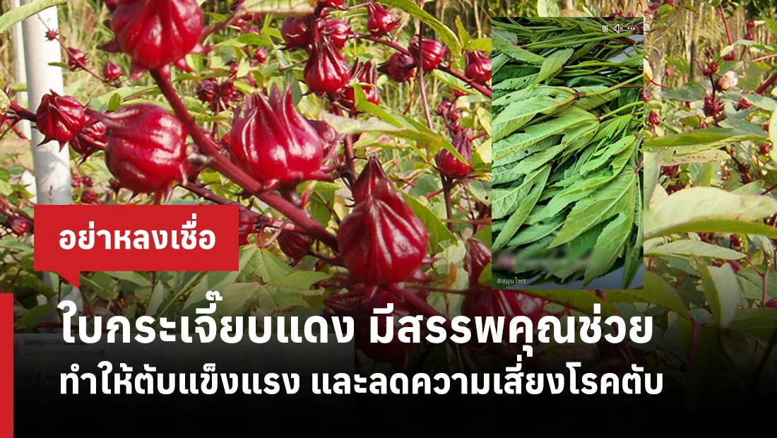 ใบกระเจี๊ยบแดง มีสรรพคุณช่วยทำให้ตับแข็งแรง และลดความเสี่ยงโรคตับ