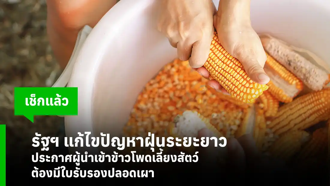 ข้าวโพดเลี้ยงสัตว์