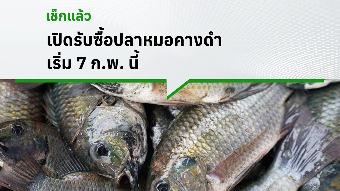 รับซื้อปลาหมอคางดำ