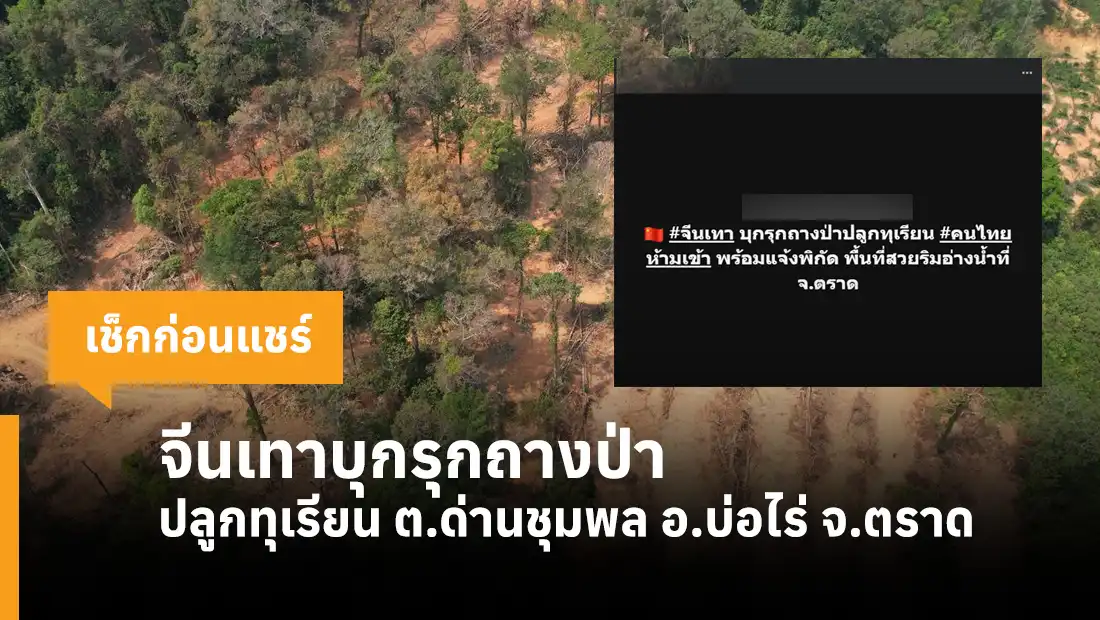จีนเทาบุกรุกถางป่า