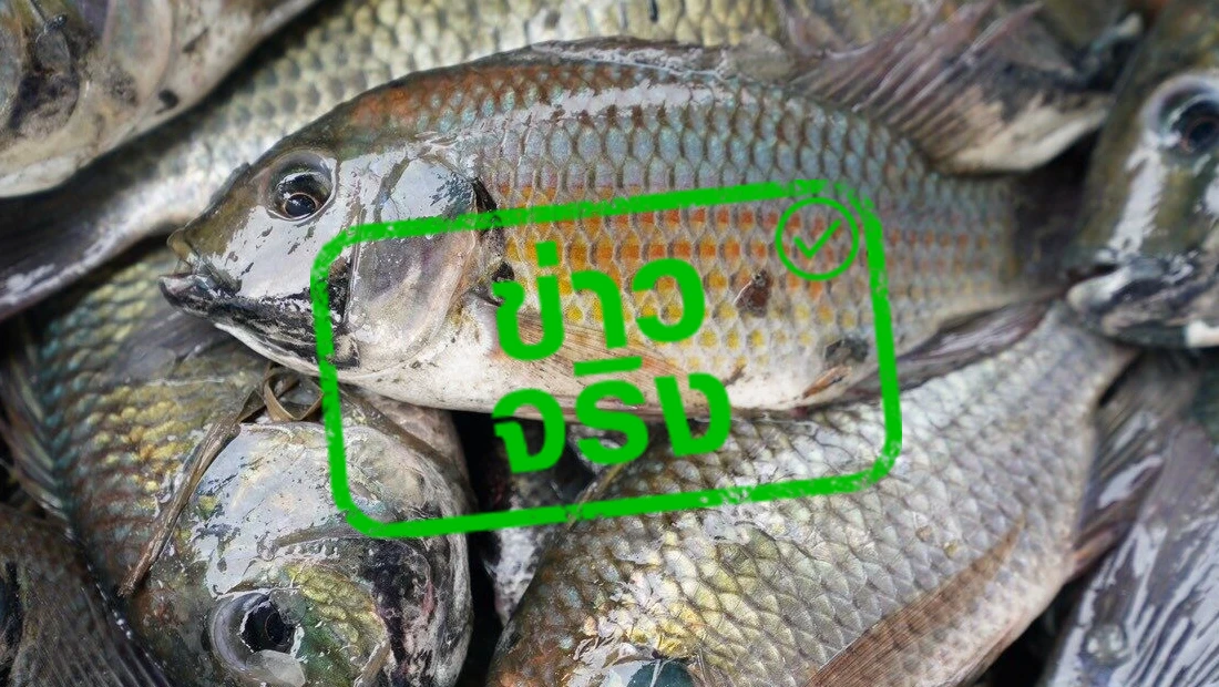 รับซื้อปลาหมอคางดำ