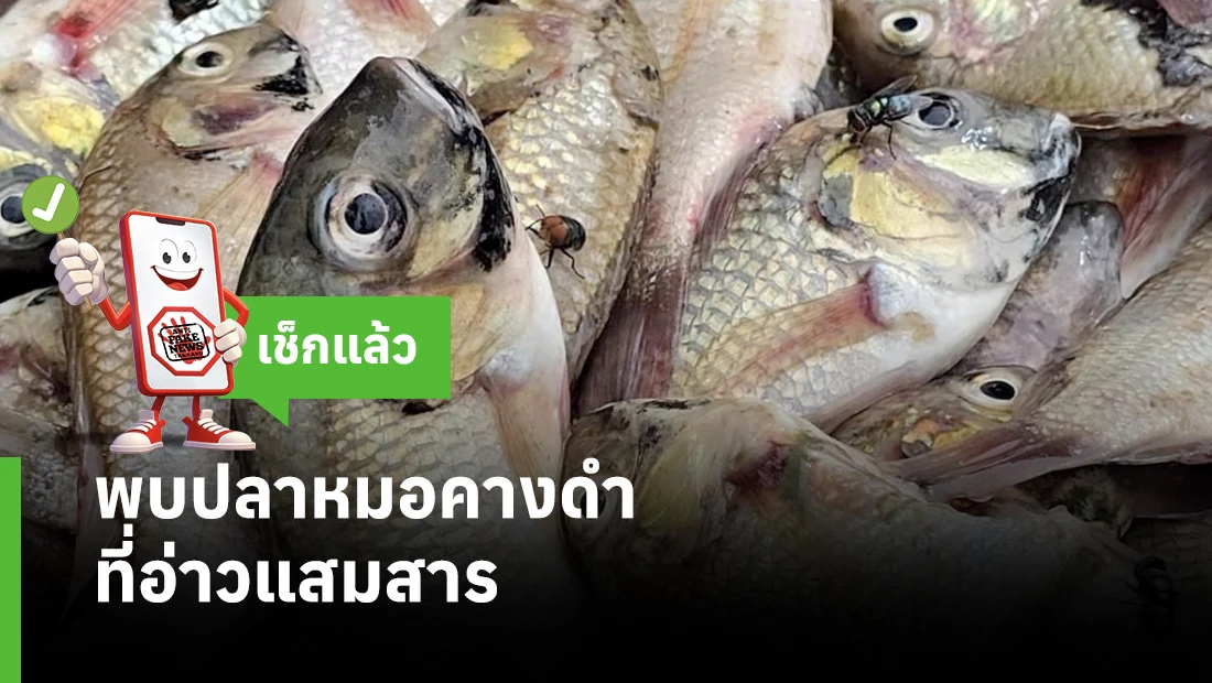 พบปลาหมอคางดำที่อ่าวแสมสาร