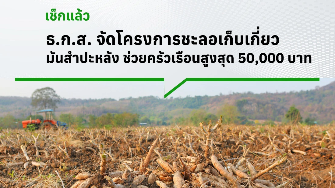 โครงการชะลอเก็บเกี่ยวมันสำปะหลัง