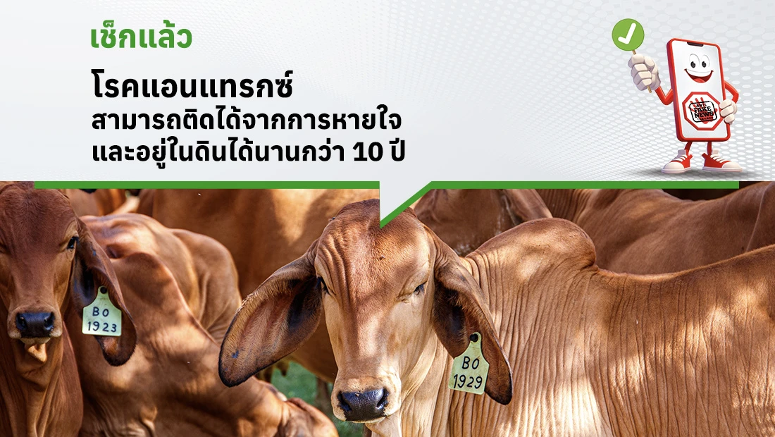 โรคแอนแทรกซ์ สามารถติดได้จากการหายใจ และอยู่ในดินได้นานกว่า 10 ปี