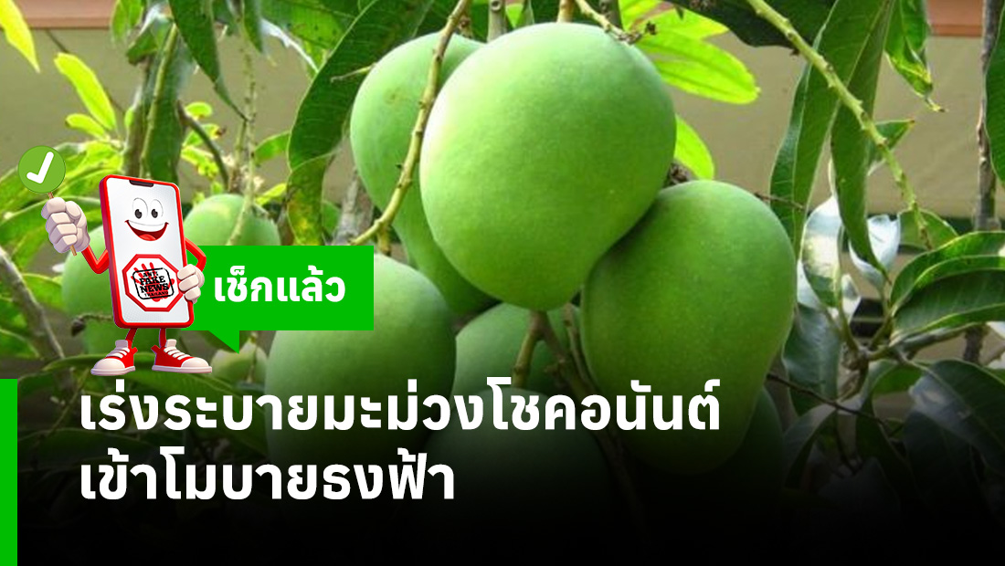 เร่งระบายมะม่วงโชคอนันต์เข้าโมบายธงฟ้า