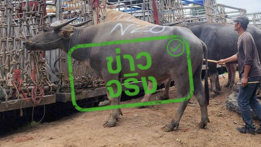 ลาวประกาศสั่งห้ามนำเข้าและส่งผ่านสัตว์จากไทย