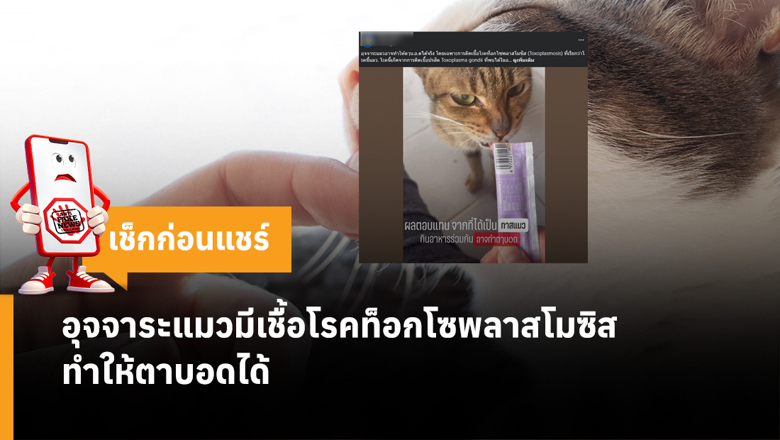 อุจจาระแมวมีเชื้อโรคท็อกโซพลาสโมซิส ทำให้ตาบอดได้