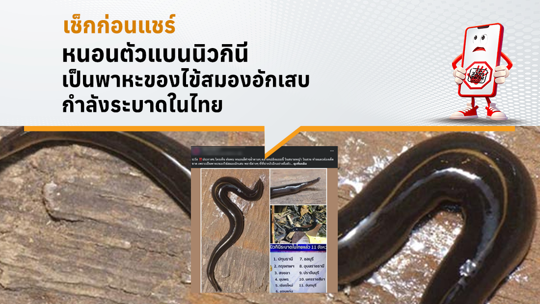 หนอนตัวแบนนิวกินี เป็นพาหะของไข้สมองอักเสบ กำลังระบาดในไทย