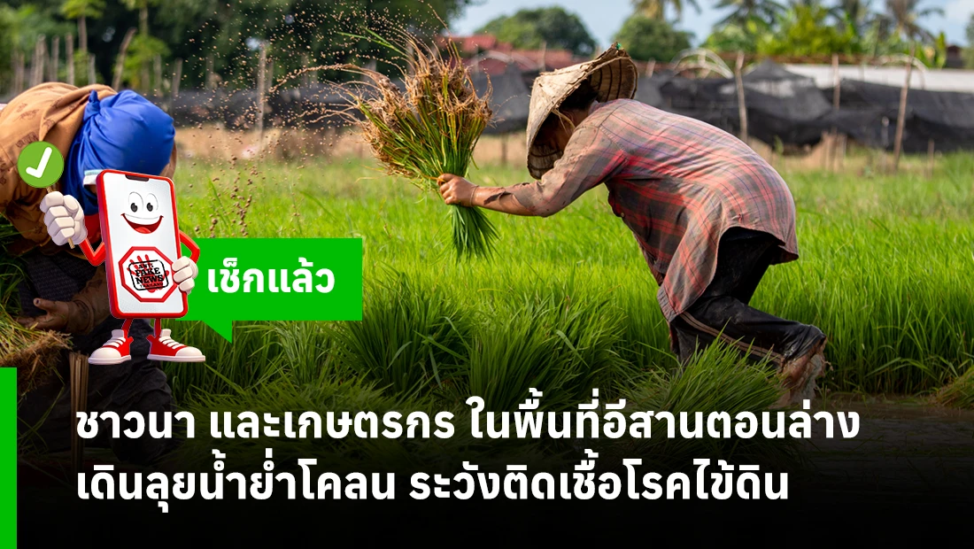 ชาวนา และเกษตรกร ในพื้นที่อีสานตอนล่าง เดินลุยน้ำย่ำโคลน ระวังติดเชื้อโรคไข้ดิน