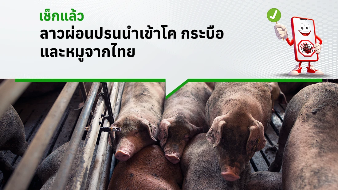 ลาวผ่อนปรนนำเข้าโค กระบือ และหมูจากไทย