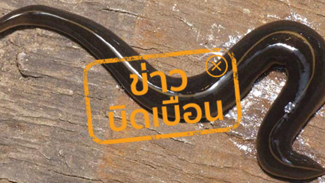 หนอนตัวแบนนิวกินี เป็นพาหะของไข้สมองอักเสบ กำลังระบาดในไทย