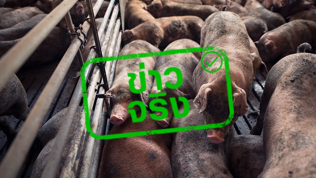 ลาวผ่อนปรนนำเข้าโค กระบือ และหมูจากไทย