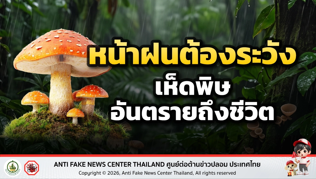 หน้าฝนต้องระวัง เห็ดพิษอันตรายถึงชีวิต