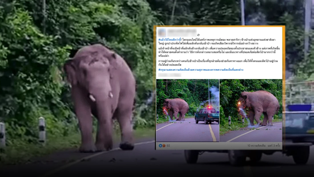 เจ้าหน้าที่ผลักดันช้างเข้าป่า โดยการปาประทัดไฟใส่ตัวช้าง