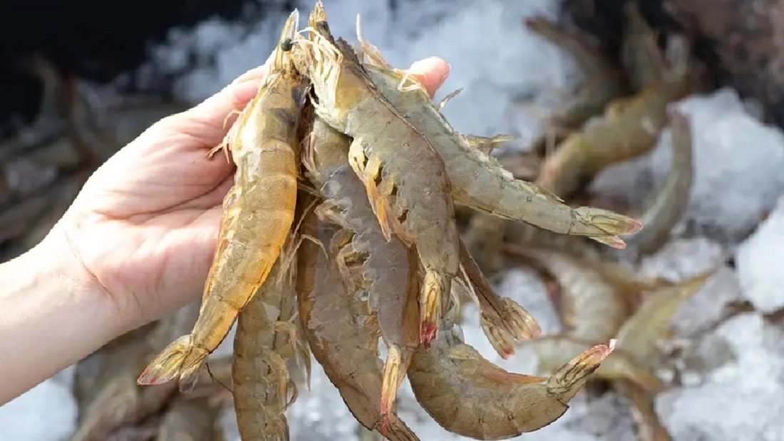 ตลาดกุ้งไทย