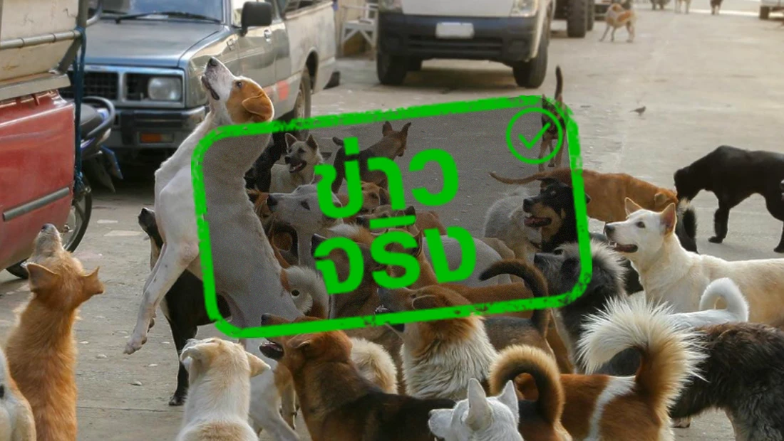 ปทุมธานีประกาศเขตโรคระบาดชั่วคราวชนิดโรคพิษสุนัขบ้า เฝ้าระวัง 30 วัน